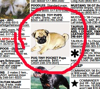 What Is A Puppy Mill