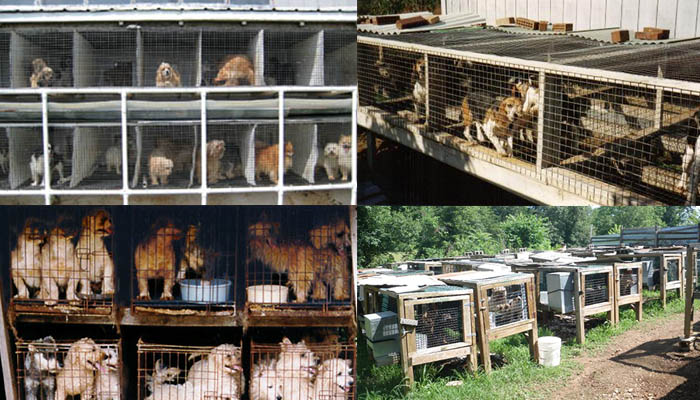 usda puppy mills what is a puppy mill usda puppy mills what is a puppy mill