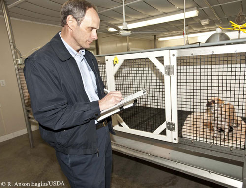 usda puppy mill list what is a puppy mill usda puppy mill list what is a puppy mill